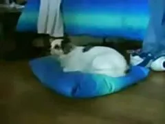 الرجل الأسود كوسيلة سكسي امهات مترجم للاسترخاء